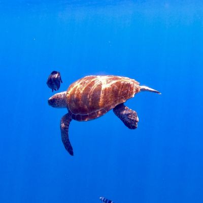DCIM100GOPROGOPR6914.JPG